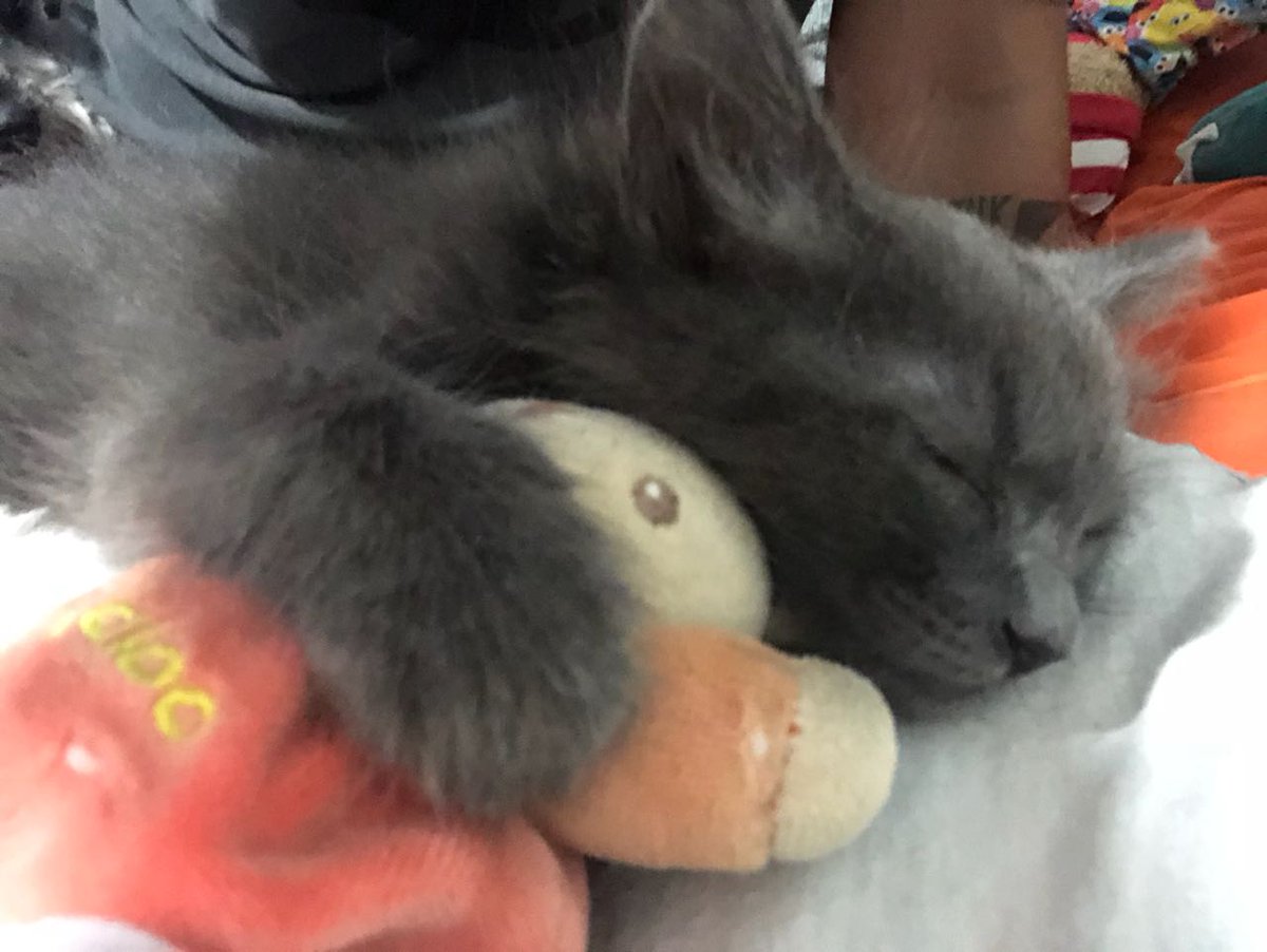 CH1K0R1TA's tweet photo. Iβm the master of my own bladder! #CatPersonProblems https://t.co/0U7mXzemC6