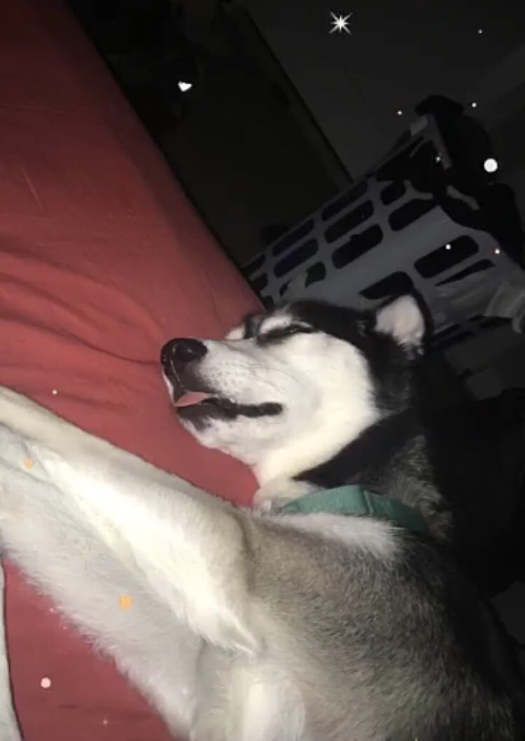 PiedPupper's tweet photo. Hecka long day. Good night, hoomans #woof https://t.co/xJkJfoHJ9O