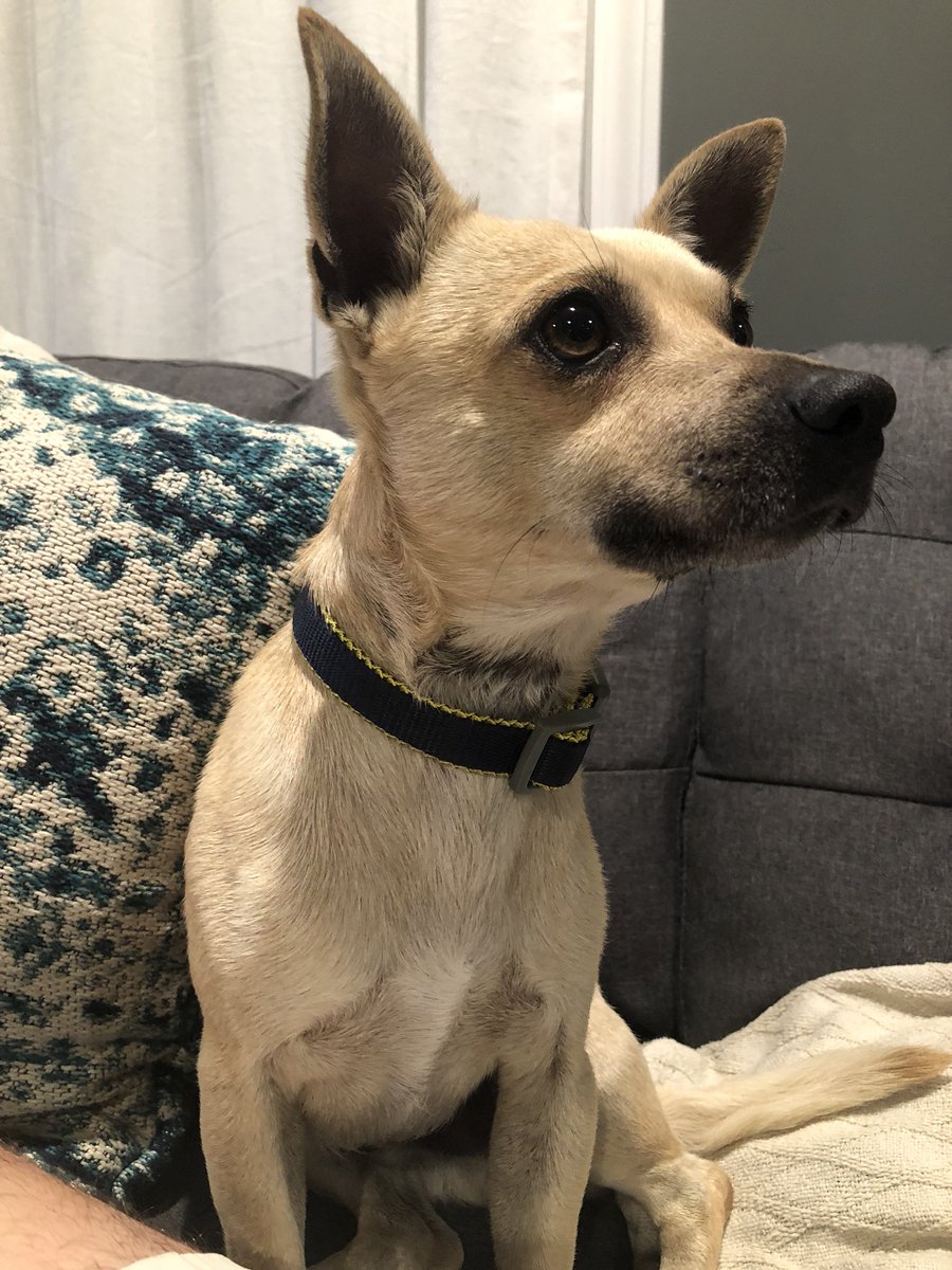 conlrush's tweet image. For anyone looking to adopt a small dog, this sweet guy will be available soon!