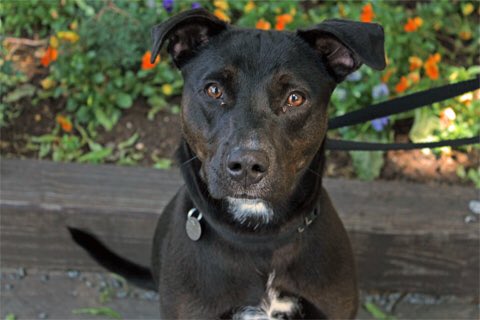 PAWSChicago's tweet photo. Thank you to the strong support of the Chicago community, 109 animals now have a home. 37 of our long term residents have a family.🐶🐱❤️🏡

Pictured here are some of the animals still available for adoption: Brody, Baby Grey, Hannah, Brownie https://t.co/K7cG0h4o0p