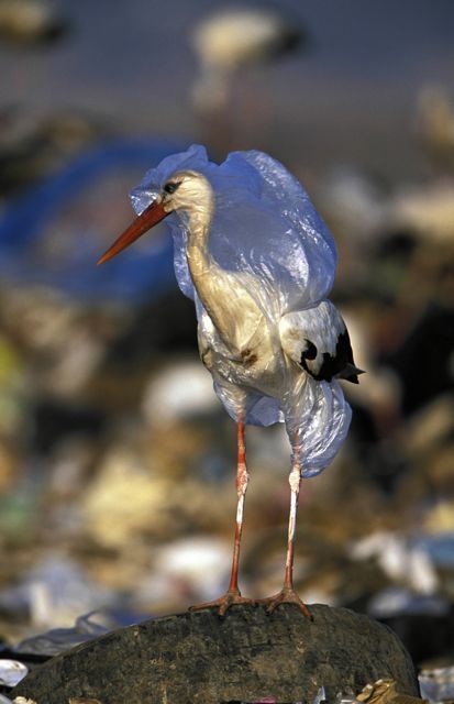 BedfordMOF's tweet photo. We can #UseLessGreenTheRest by using reusable produce bags to give all children a livable climate. Idea #58: Bring reusable produce bags to the store. Less plastic bags manufactured/disposed, less carbon emissions generated, less wildlife killed, stable climate. @MothersOutFront https://t.co/7GOsISXlP4