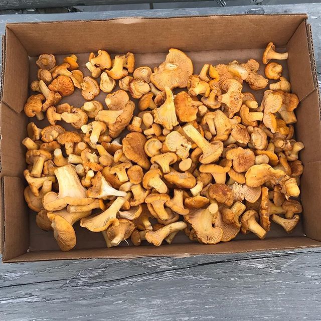 FoodlinerTO's tweet photo. South Shore score! https://t.co/SKyDyw5JEN