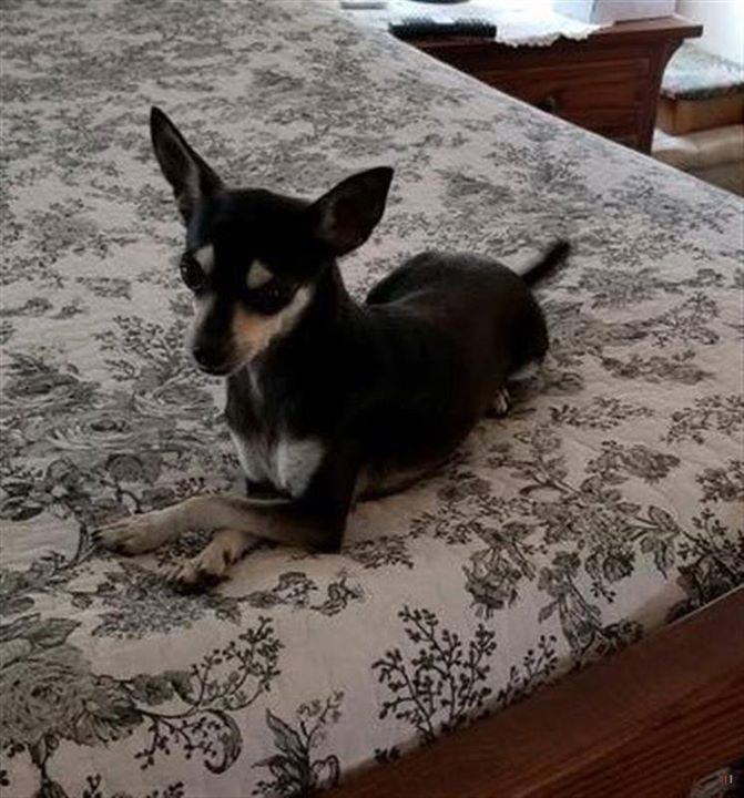Lost Dogs Arizona On Twitter Lost Dogs Arizona Https T Co