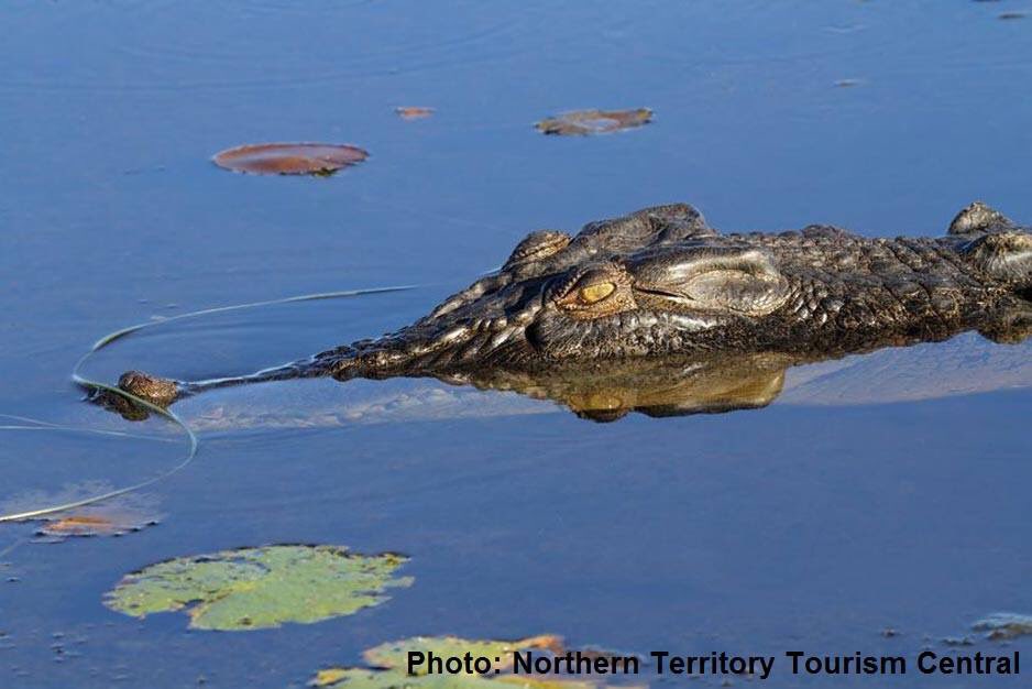 Conservation is everyone’s business, and the crocs of Kakadu are doing their part in the fight against ferals.🐊
The @NESPNorthern has found that the favourite cuisine of many saltwater crocodiles in Kakadu waterways is feral pigs. Find out more here: bit.ly/2Lv0oHC