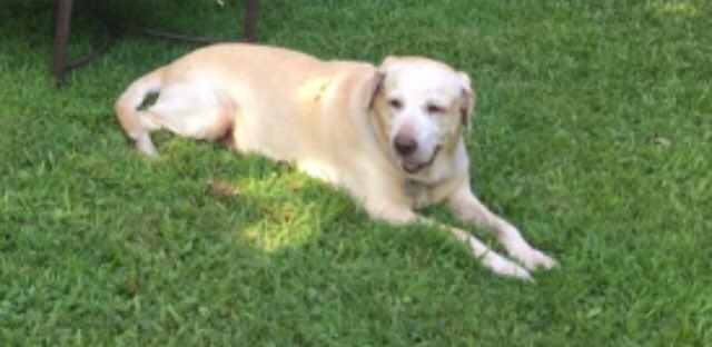 Buscamos a PANCHO 
Labrador 10 años perdido zona Del Viso Pilar  Es epiléptico 
1567528334
Gracias