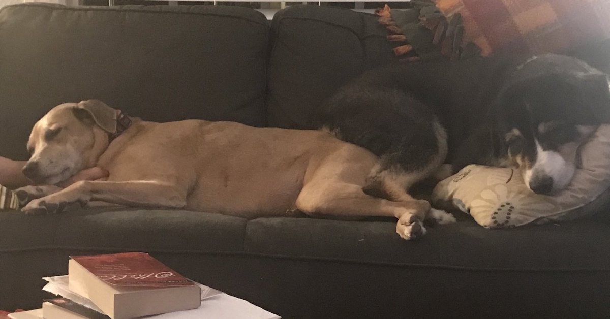 Clark_Aus_Shep's tweet photo. So comfortable! https://t.co/WgbLu9wr56