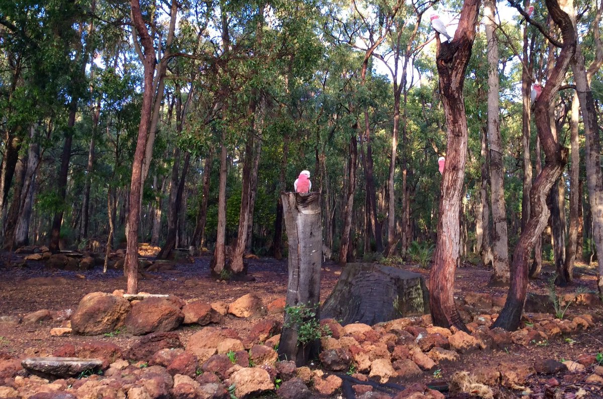 jarrahdale1's tweet photo. #wet #morning for the #pink&amp;grey #galahs #jarrah #forest #woodland #woods #jarrahdale #WA #colinhabbott #colinhughabbott #western #australia #jarrahtrees #redgumtrees #Serpentine #NationalPark #DarlingRange #PeelDistrict https://t.co/uo0iQd7o6a
