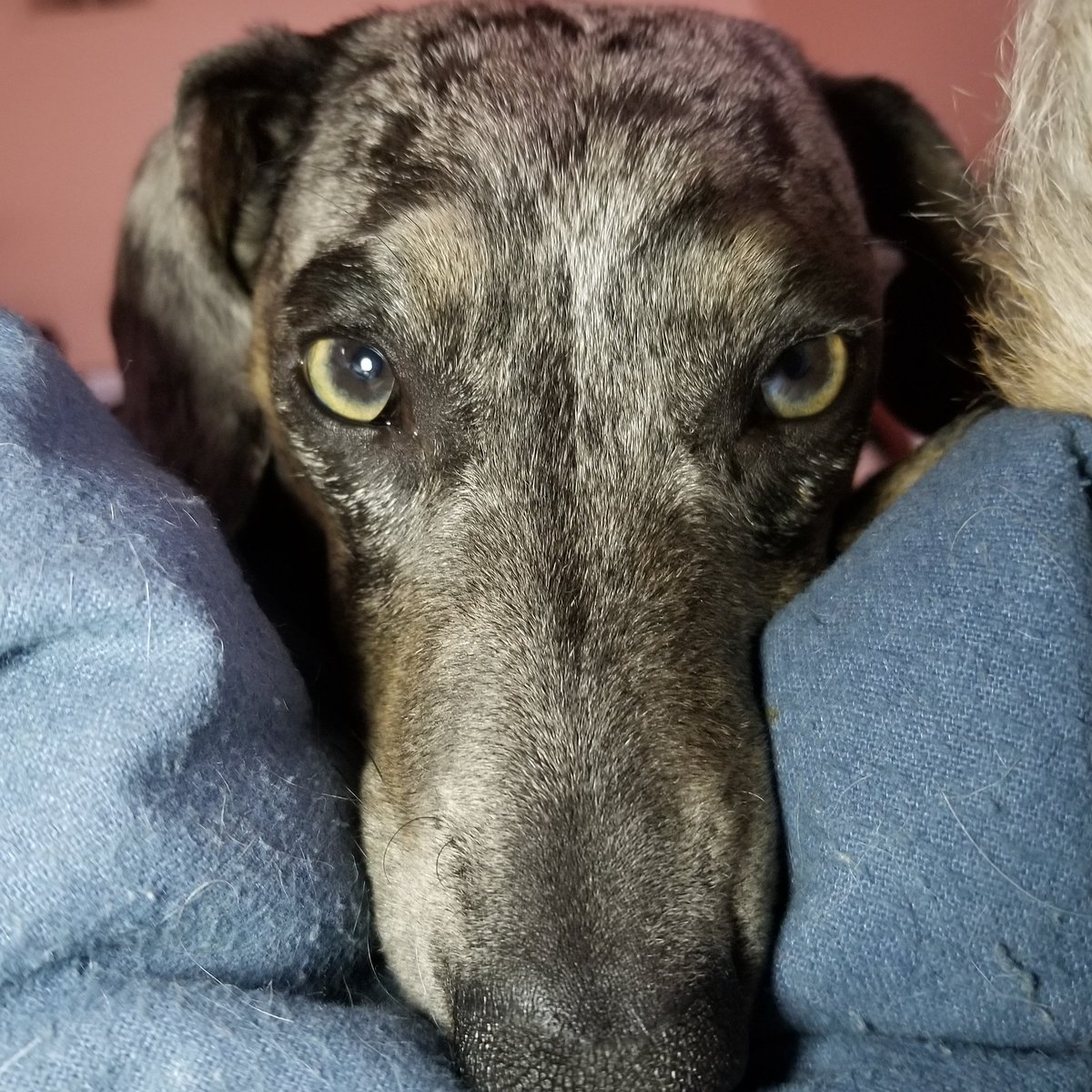 Staring contest... don't blink!
#Wicket♂️