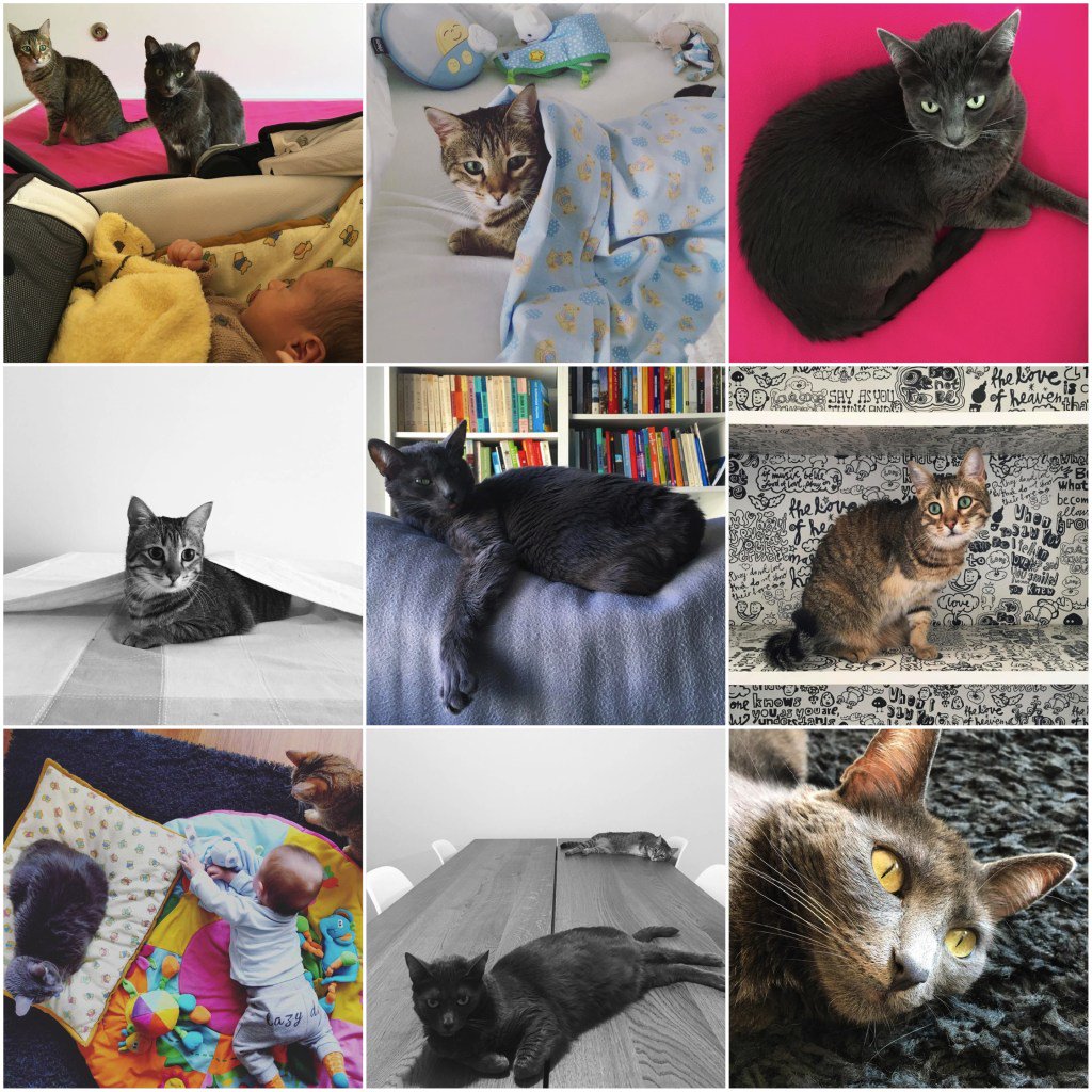 Cosmic_House's tweet photo. Nori, Kimi e… o pequeno Di https://t.co/Y4q8ZI3f93 https://t.co/lXolHUZFsg