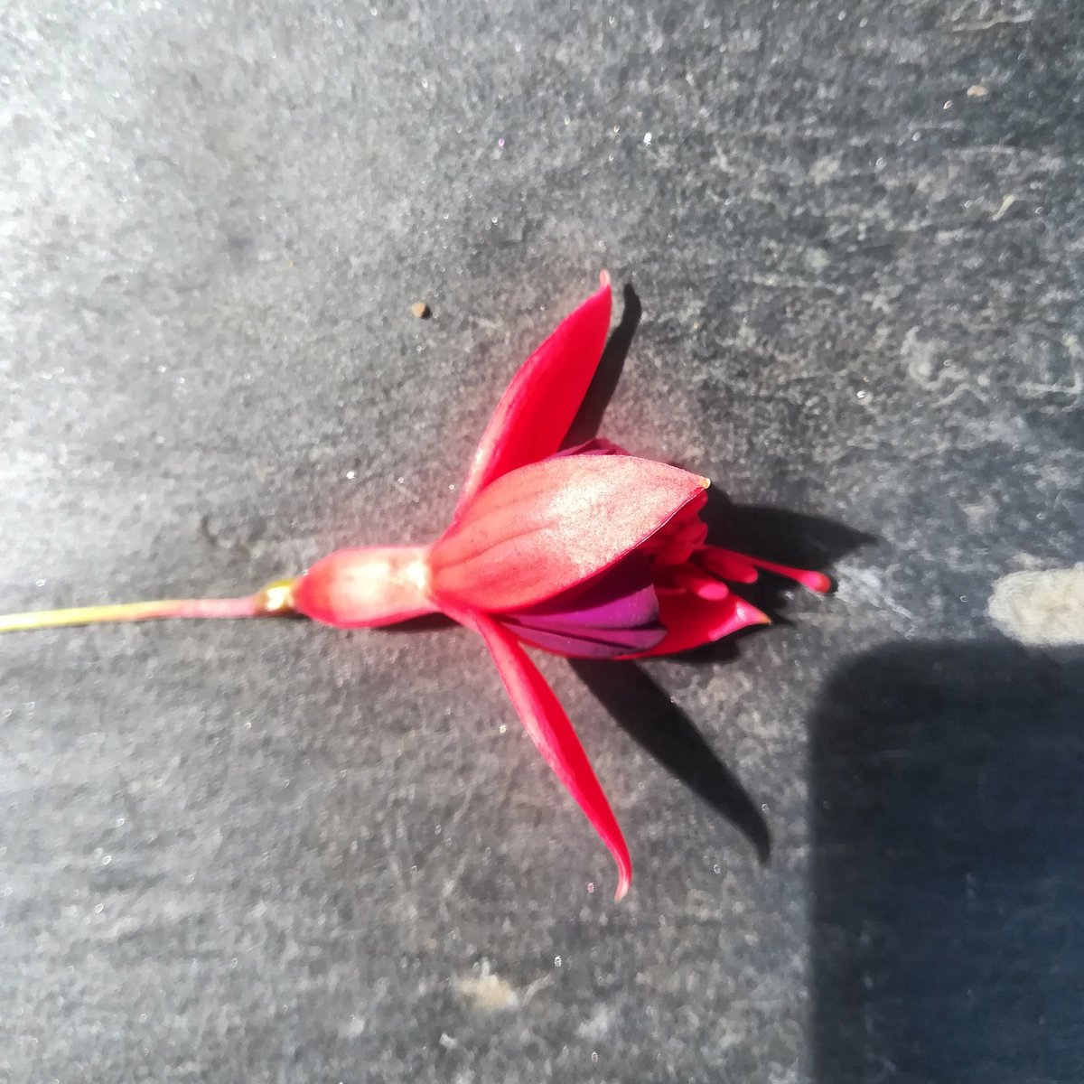 Fuschia is the floral emblem of West Cork and one of our star Peninsula botanicals 🌼 
We forage our Fuschia all over the Beara Peninsula when the seasons allow. ☀️
The Fuschia gives our gin a true aroma of West Cork and sunny summers seaside. ⛵
#fuschia #WestCork #irishgin