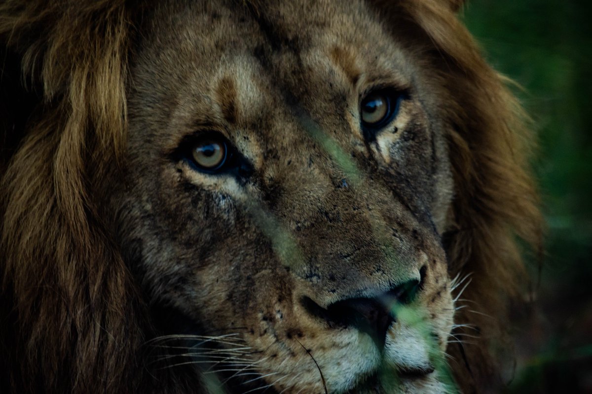 ReiseInside's tweet photo. @ministerofEnvironment andTourism @NamibiaT @TheNamibian @shifeta #NamibiaNotMyHoliday #BoycotNamibia #NotMyHoliday anymore without #desertLions face #extinction stopp the #killing 
#SaveNkosi @ilovenamibia @TravelNewsNamib @NamPresidency  @NamibiaHorizons  #WildlifeWarrior https://t.co/2SYh4z6CBm