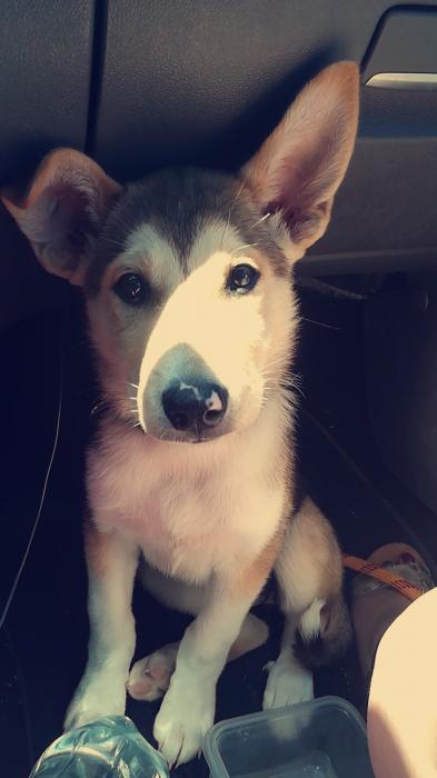PhotoTouTou's tweet photo. Olya, croisée Husky 😍😍
Toutes les photos : https://t.co/XndJPHwabH https://t.co/w2PQl6hdz8