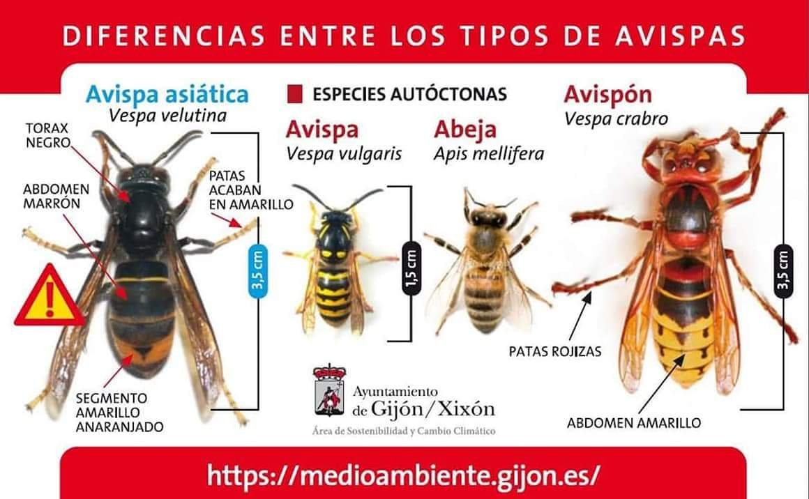 guardiacivil's tweet photo. ¿Serías capaz de diferenciar la avispa asiática de las especies autóctonas? Esta infografía del Ayto. de Gijón es muy ilustrativa.

Los avisperos son de color blanquecino y del tamaño de una naranja. Para eliminarlos llama al servicio de emergencias #112 

https://t.co/O287gb5UCg
