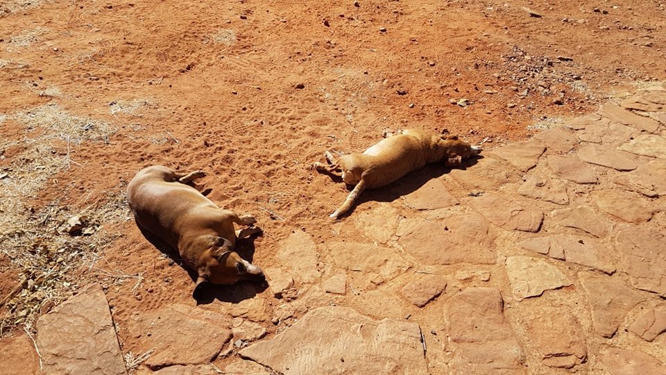 These three little dogs recently stayed at Black Eagle View with their owners Peter and Liezel. They really enjoyed the wide open spaces and lovely winter sun. Come and visit us at Black Eagle View and bring along your four legged best friends!