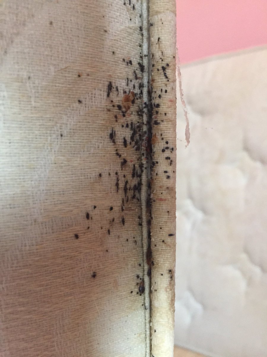 WIPEOUT_UK's tweet photo. First job of the week for one of the techs was a domestic Bedbug Treatment in Blackpool, don’t be bitten in your bed give us a call 08002800999 #pest #pestcontrol #bedbugs #blackpool https://t.co/u46CmCm9qF
