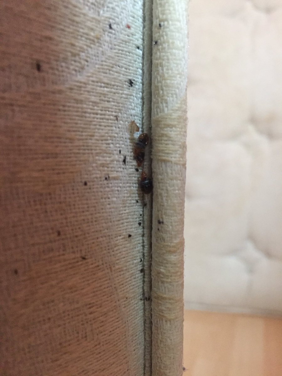 WIPEOUT_UK's tweet photo. First job of the week for one of the techs was a domestic Bedbug Treatment in Blackpool, don’t be bitten in your bed give us a call 08002800999 #pest #pestcontrol #bedbugs #blackpool https://t.co/u46CmCm9qF