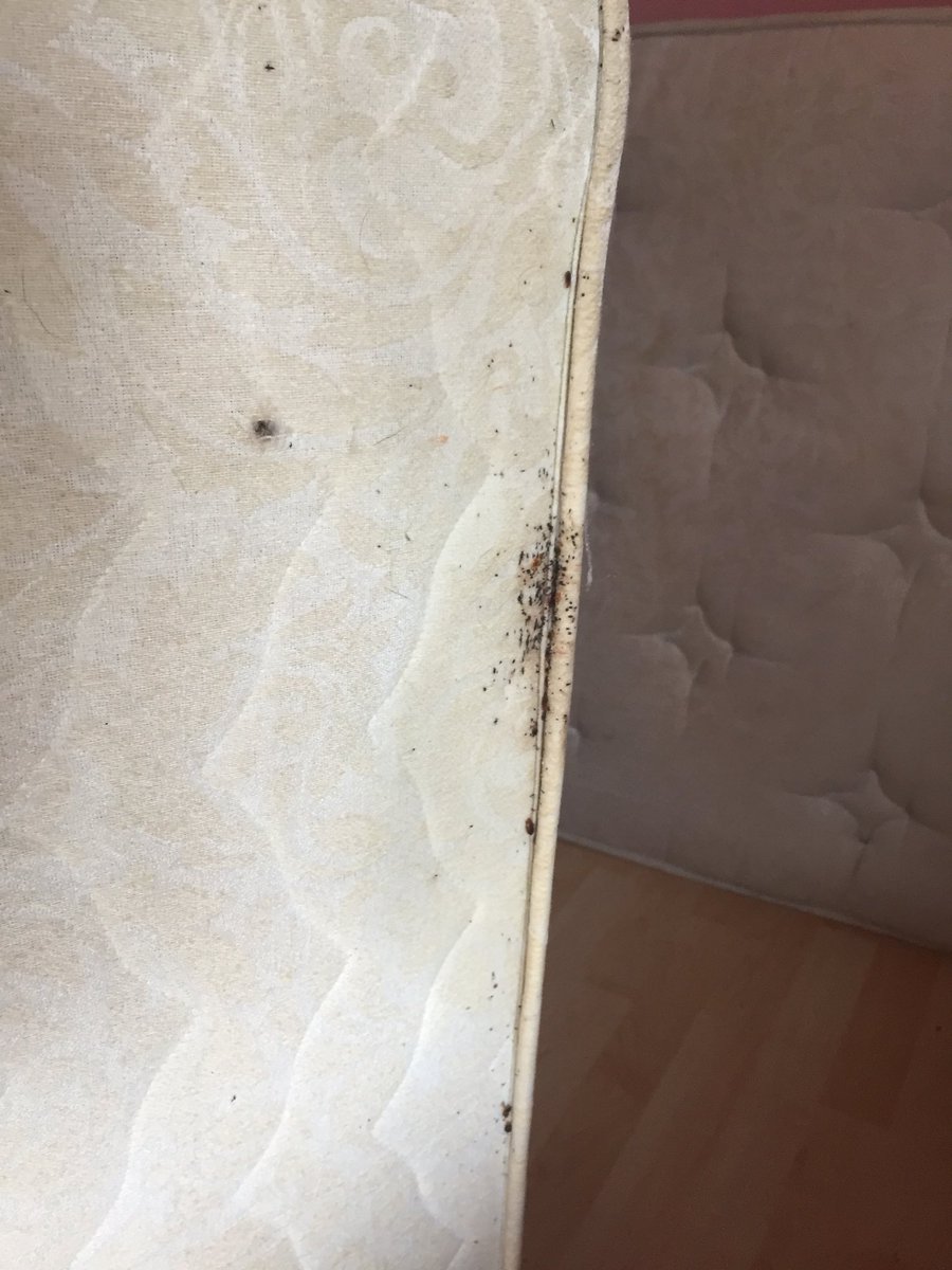 First job of the week for one of the techs was a domestic Bedbug Treatment in Blackpool, don’t be bitten in your bed give us a call 08002800999 #pest #pestcontrol #bedbugs #blackpool