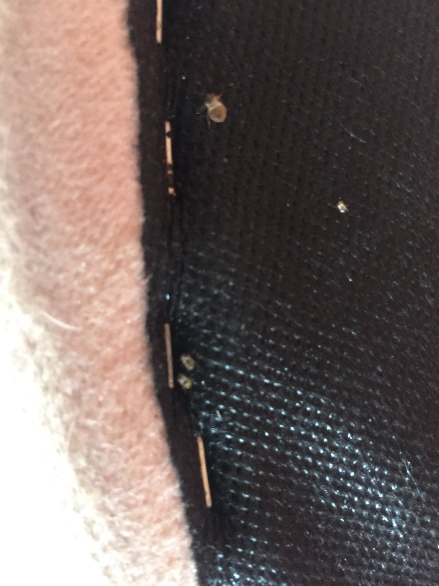 WIPEOUT_UK's tweet photo. First job of the week for one of the techs was a domestic Bedbug Treatment in Blackpool, don’t be bitten in your bed give us a call 08002800999 #pest #pestcontrol #bedbugs #blackpool https://t.co/u46CmCm9qF