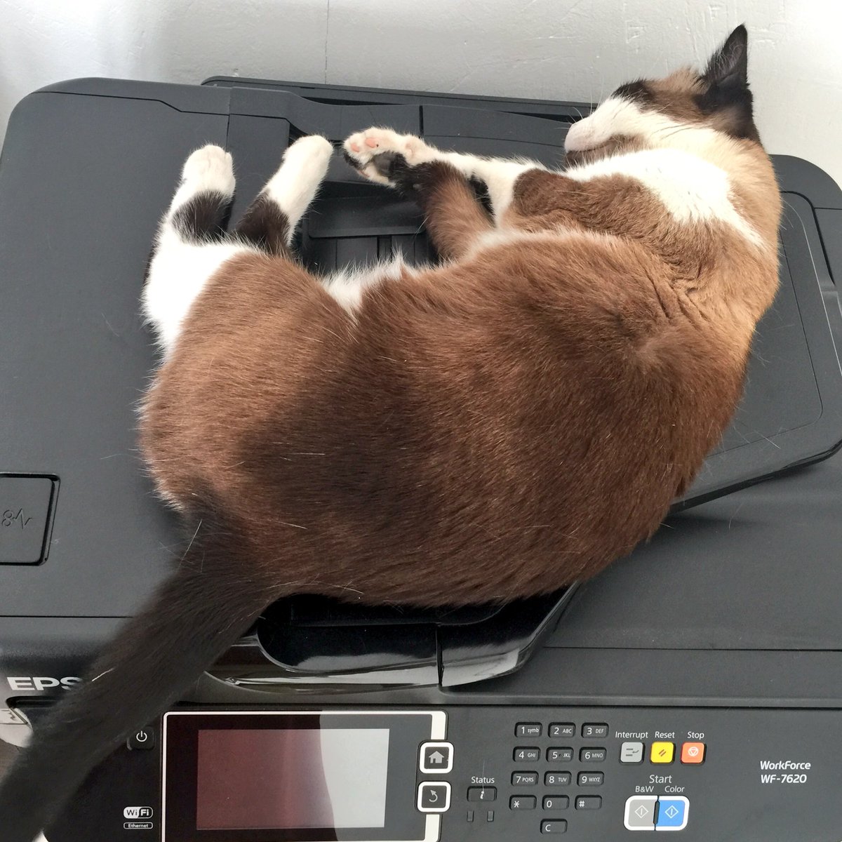 DianeSorel's tweet image. #Workforce une imprimante vraiment #multifonctions @EPSON_fr #MondayMotivation #cat #CuteCat