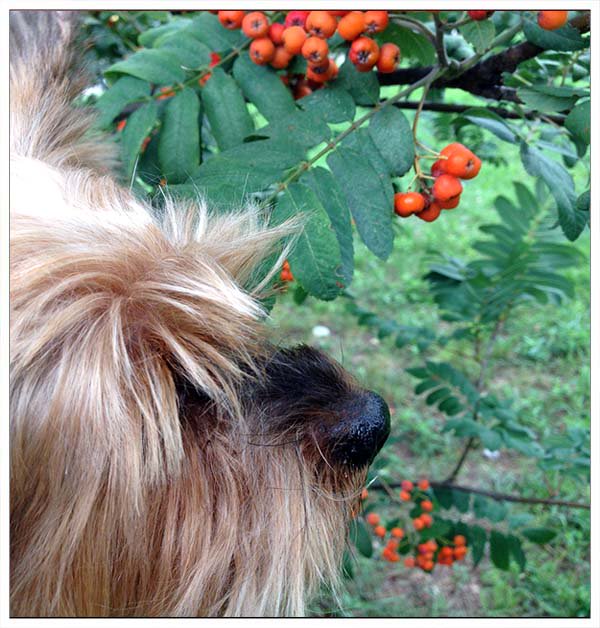 ShadeDesign's tweet image. I found #berries of mountain #ash #rowan🍒🐕
#Yorkie #Yorkshire #YorkshireTerrier #Dog  #puppy #doglovers #DogLife  #CuteDog #LoveYorkie #loveDogs #LoveYou #FunnyDog #CuteYorkie  #sweetLife #flower #funPics #power #pets #love #LoveYou