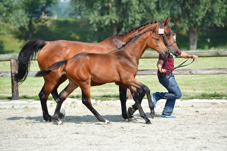 Save the date: BWP Online Foal Auction: 28/9 => 1/10 👌😎🍾👩‍⚖️👩‍⚖️belgian-warmblood.com/NL/nieuws/save…