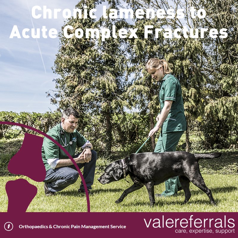 ValeReferrals's tweet image. Our Orthopaedics &amp;amp; Chronic Pain service is aimed at the diagnosis, management &amp;amp; treatment of orthopaedic conditions in dogs/cats, from chronic lameness to acute complex fractures aided by diagnostic imaging, minimally invasive surgery, Joint cytology, Water treadmill assessment
