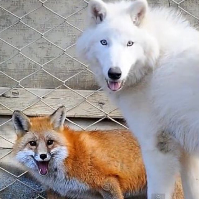 renjun the fox tweet media