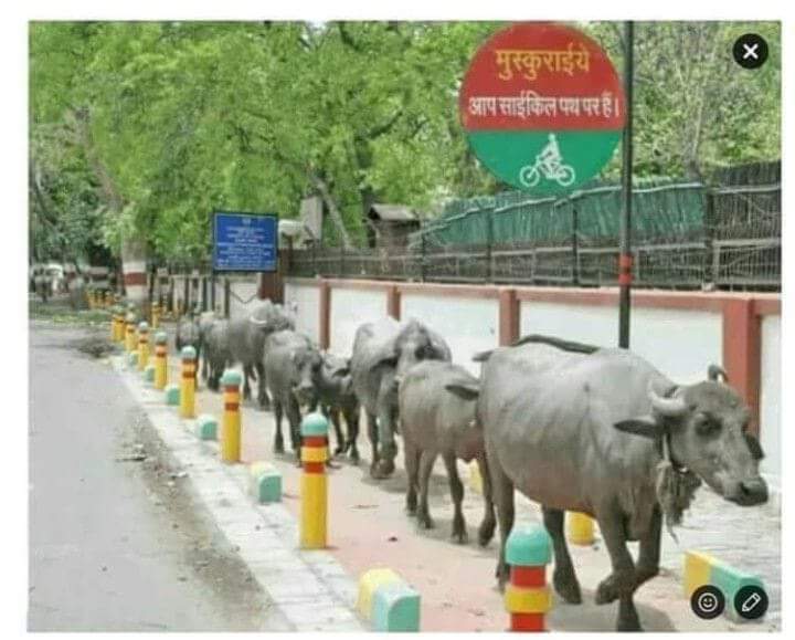 vehla7's tweet photo. ये ट्रैक केबल गाय और सांडों के लिए आरक्षित है..भैसों को कोई हक नही है ....#बाबा_का_आरक्षण ,,😂😂😂 https://t.co/Pvs3jABGV4