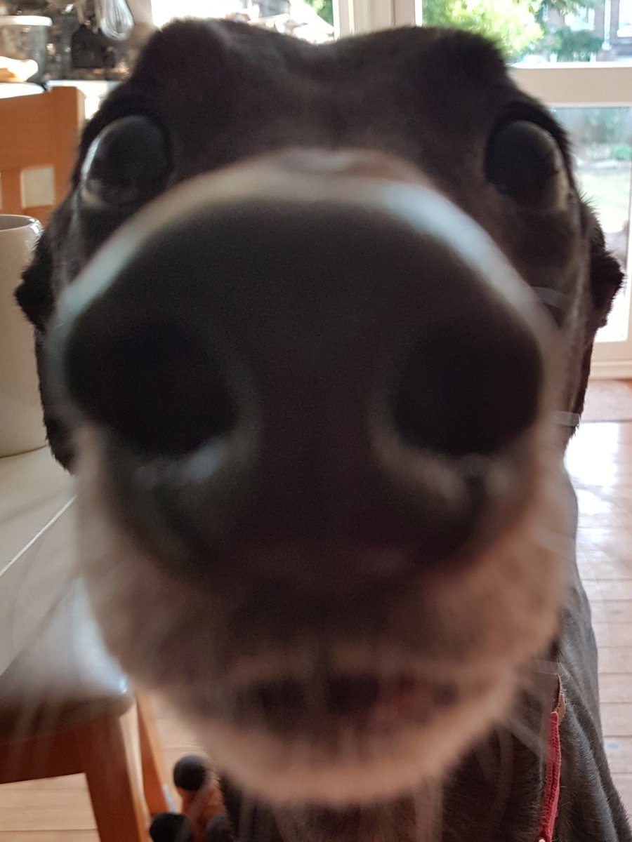 samsBellabob's tweet photo. Morning Boop! https://t.co/Ks5J4uFjc7
