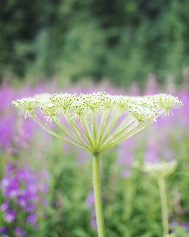 Cow parsnip (heracleum maximum) among the blooming fireweed. .
.
.
#skagway #alaska #cowparsnip #hogsweed #flowerstagram #ig_nature #florals #botanicals #instaflower #flowerperfection #vibes #naturephotography #plantsofinstagram ift.tt/2LSlAXr