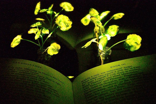 nanotechcong's tweet photo. #Nanobionic #plants to give plants #novel features by #embedding them with different types of #nanoparticles and now performed by #electrical #devices and Other captivating #applications of #nanotechnology https://t.co/Cd2jQHIILp #MondayMotivation #nanotechpowers #nano https://t.co/5cnUDm5hur