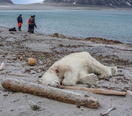 Bella Lack (@bellalack) on Twitter photo This #polarbear home was invaded by tourists from the Cruise Ship <a href="/HLCruisesInt/">Hapag-Lloyd Cruises</a>. He defended himself and his home, mildly injuring a "polar bear guard". He was then shot dead. Here's a thought. Why not look at the bears from afar and leave them alone? RT to Leave the bears alone. This #polarbear home was invaded by tourists from the Cruise Ship <a href="/HLCruisesInt/">Hapag-Lloyd Cruises</a>. He defended himself and his home, mildly injuring a "polar bear guard". He was then shot dead. Here's a thought. Why not look at the bears from afar and leave them alone? RT to Leave the bears alone.