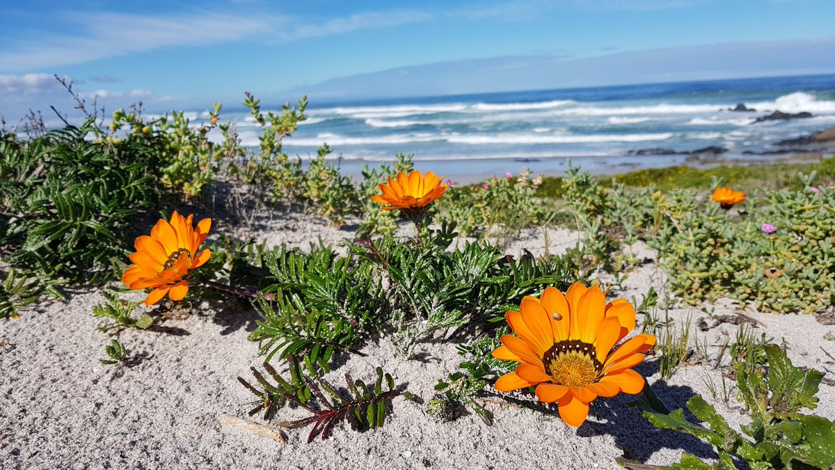 LdeManielle's tweet photo. A very promising #wildflower season 2018 at the #WestCoastNationalPark! Yesterday we visit this #SANPark but its a pity that the #Postberg section is not open yet as there were already so many #springflowers to be seen!!! @ReenvalSA https://t.co/0VsphCyNnn