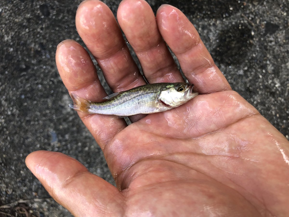 さかな芸人ハットリ 食料には困らんけど 琵琶湖固有種への道は遠そう 情報提供 待って鱒 300種類の魚 を釣るまで自分で釣って調理した魚以外食べないチャレンジ 釣った魚しか食べない