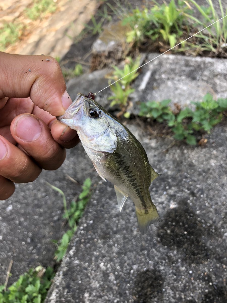 さかな芸人ハットリ 食料には困らんけど 琵琶湖固有種への道は遠そう 情報提供 待って鱒 300種類の魚 を釣るまで自分で釣って調理した魚以外食べないチャレンジ 釣った魚しか食べない