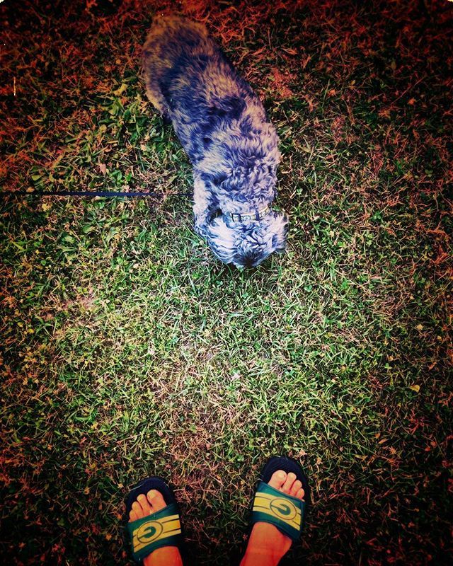 toastypoopdog's tweet image. A boy and his dog. #billiethepuppo #toastypoopdog #dogsfordays #mytruelove ift.tt/2AodNvS