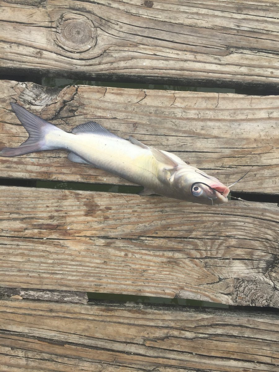 SouthOCSurffish's tweet photo. Last stop before the airport. Found a good hole for the little guys, next year will have to set aside some time to find the big boys. #lakerayhubbard #garland #texas #catfish #fishing https://t.co/SHdWgALyDE