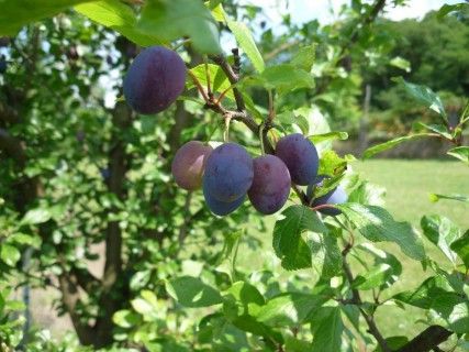 LuberaUK's tweet photo. Sloe and steady wins the taste race !!!
Thank you to #GrahamAndrews for the super coverage of our new selected large-fruited varieties of blackthorns – Reto, Godenhaus and Nittel
#sloes #blackthorn #fruit #plants #garden #gardening
https://t.co/VtoKh8ajXH https://t.co/YVVCD9n4pa