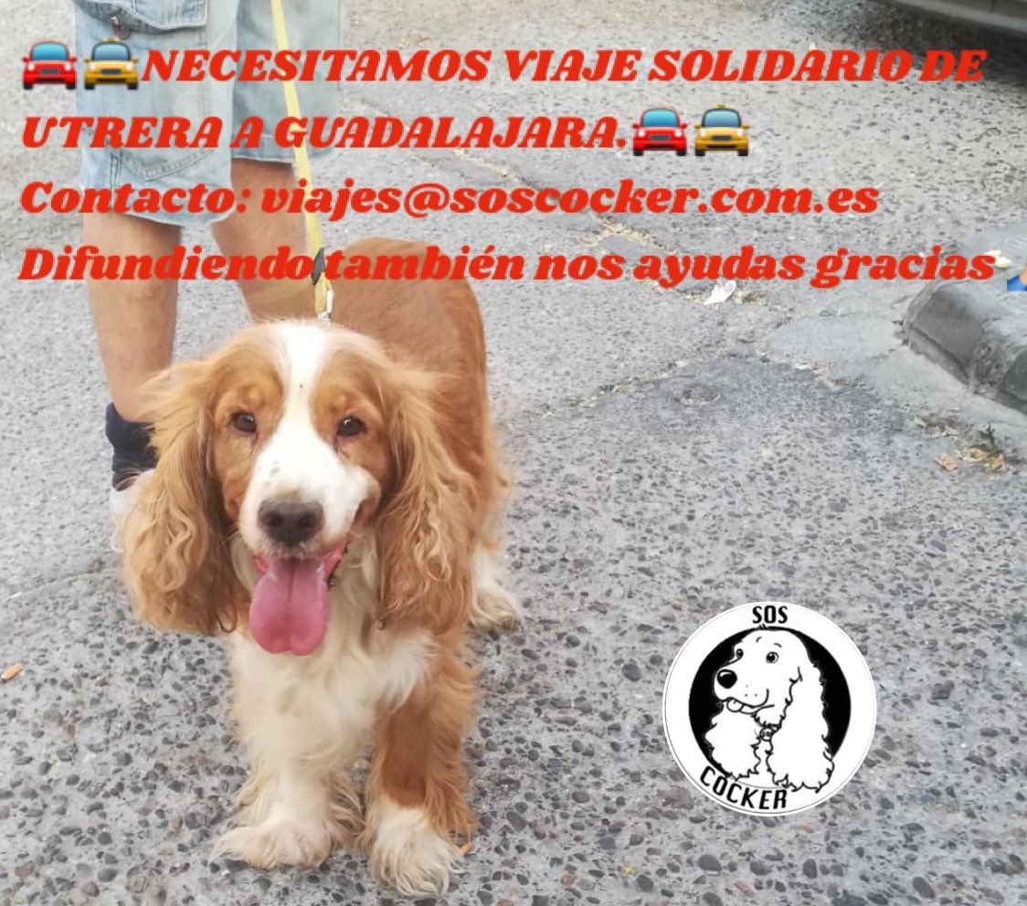 Soscocker's tweet photo. 🆘🆘URGENTE 🆘🆘 🚘🚖NECESITAMOS VIAJE SOLIDARIO DE UTRERA A GUADALAJARA.🚘🚖
Contacto: viajes@soscocker.com.es
Difundiendo también nos ayudas gracias https://t.co/ZqjwaQeNgW  #DifusiónSoldiaria #dogtwitter #ayudadog #cockerlove #Soscocker #cocker #AdoptaNoCompres #Difunde https://t.co/rCJLKu1OdV
