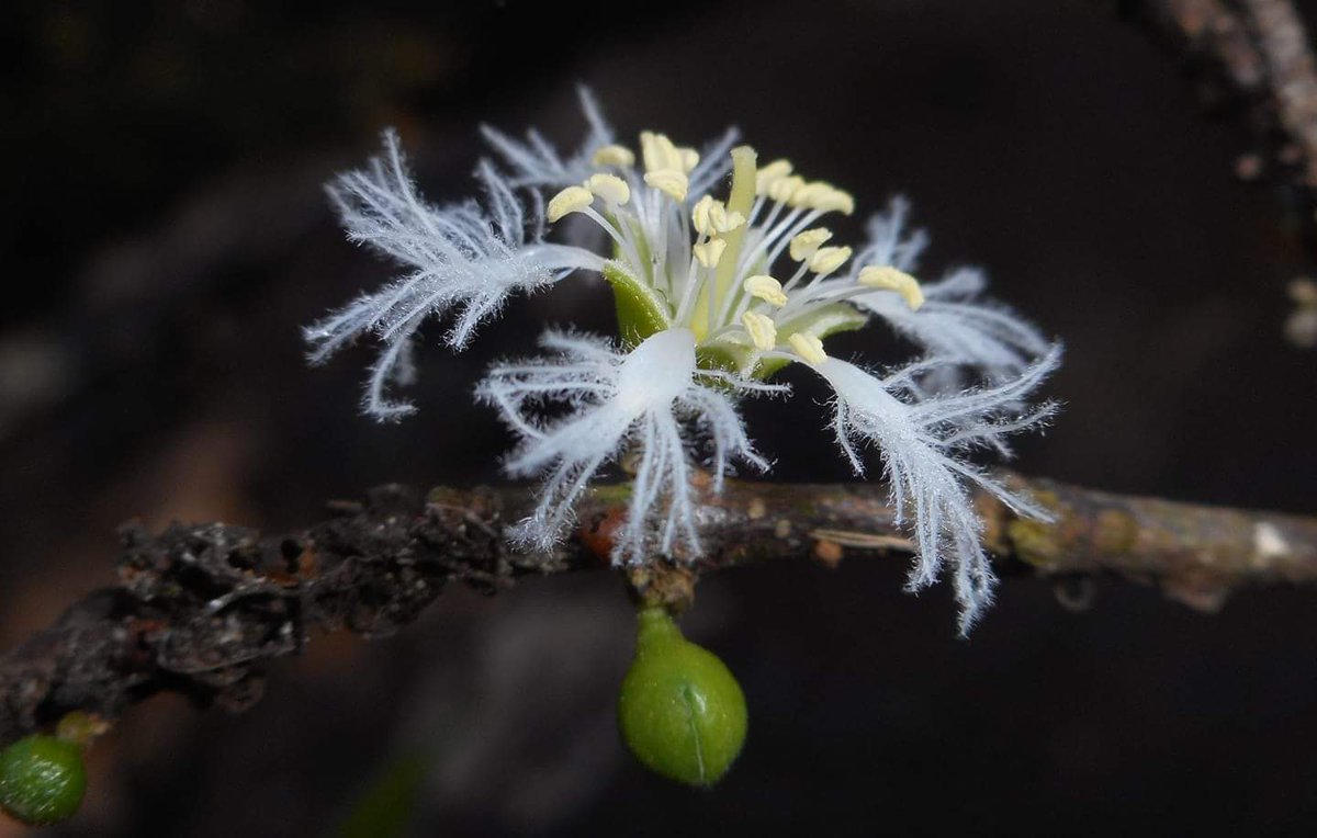 planta_cuba's tweet photo. Gracias a la contribución de nuestros #voluntarios se identificaron 363 especies de #plantas en el #Charrascal de #LaCueva en #Pinares de #Mayari, #Holguin Destacamos Cassipourea guianensis de las Rhizophoráceas que constituye un nuevo registro para Sierra de #Nipe #SOMOSPLANTA https://t.co/N26B1zuAGw