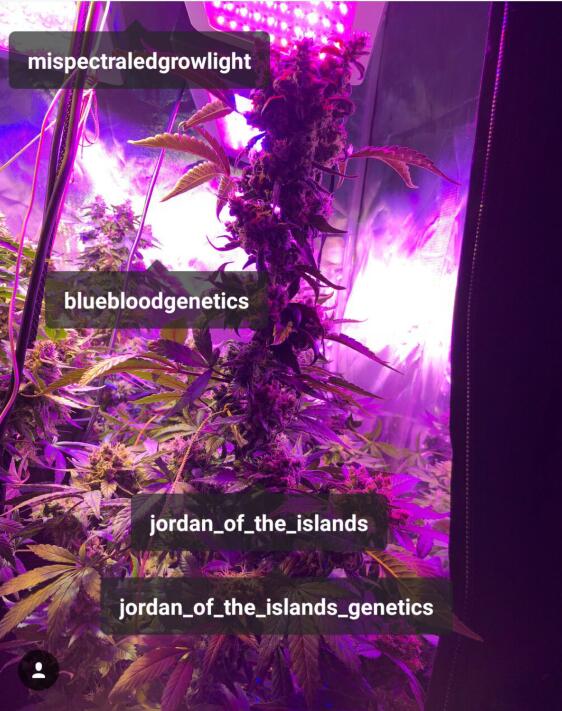 Mispectra's tweet image. Can you see the difference between the ms-1200watt left rear?
mispectra.com