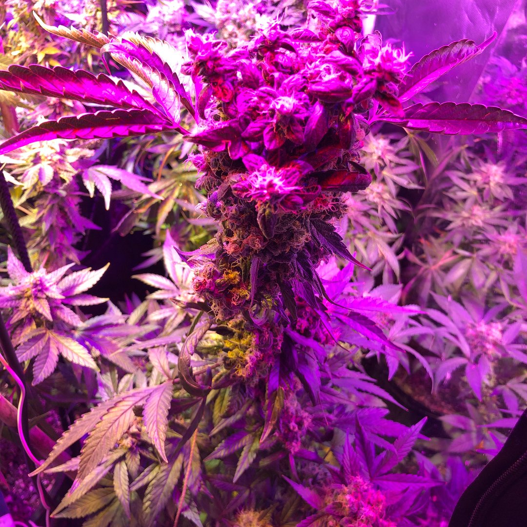 Mispectra's tweet image. Can you see the difference between the ms-1200watt left rear?
mispectra.com