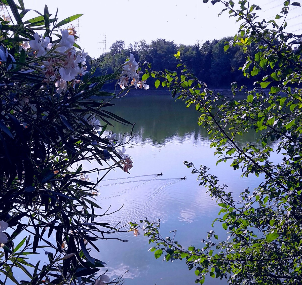 EmilianoVerga's tweet image. Fantasia è #ilSinonimo di magia
#unTemaAlGiorno #scritturebrevi 

#istantaneeDa Laghetto Morganda #SummerinLombardia

#500pxrtg #dailyphoto #seiparole