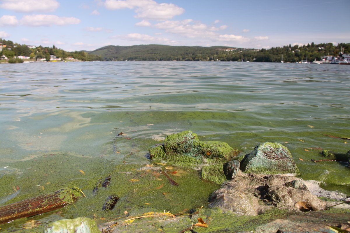 Česká Fosforová Platforma tweet media