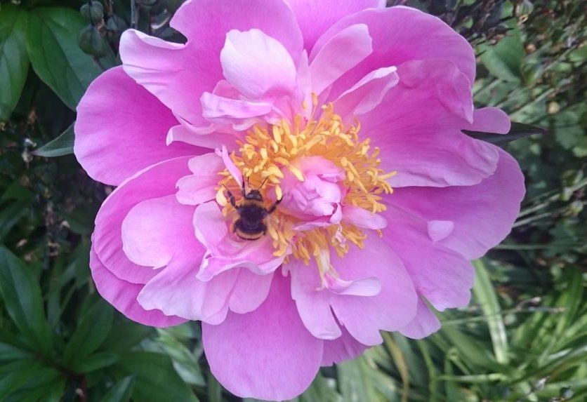 Tomorrow is the last day to enter for #BrumInBloom2018 and show off your community spirit and gardening prowess! We are awarding prizes in nine categories - Find out more and how to enter here: socsi.in/bibcomp_000QN