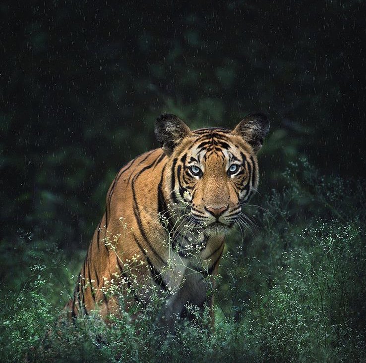 TheBisonKabini's tweet photo. This iconic species is on the brink of #extinction with as few as 3500 alive today. This #InternationalTigerDay, it’s time to celebrate these exquisite creatures and join us in the fight to save them.
#ProtectTheTiger #TigerDay #BigCats #Tiger #Kabini #AnimalWelfare https://t.co/v67EbcPMW8