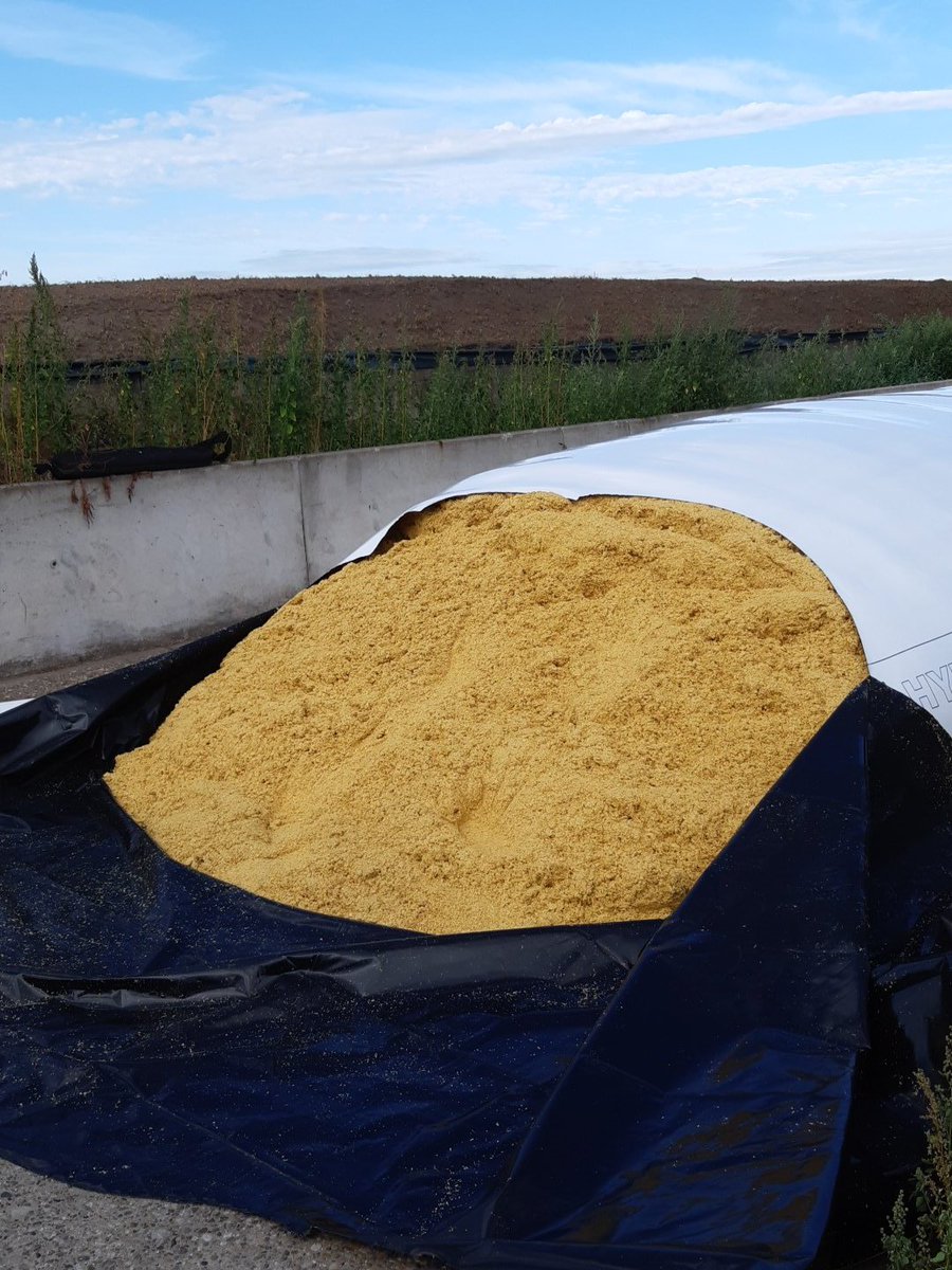 Jawin81111505's tweet photo. Als vervanger van een gedeelte maïs in het rantsoen #corngold #droogte . https://t.co/u6sCYVNtnL