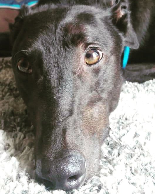 GRSY14's tweet photo. How can anyone resist Bobby?! He's is a little shy but we're sure he'll settle into the GRSY routine. After all... it is a routine of good food, lovely walks, lots of treats &amp; plenty of cuddles!

Thank you Laura &amp; Damien who recently fostered Bobby for a weekend after his neuter. https://t.co/ECCC5Zfzxw