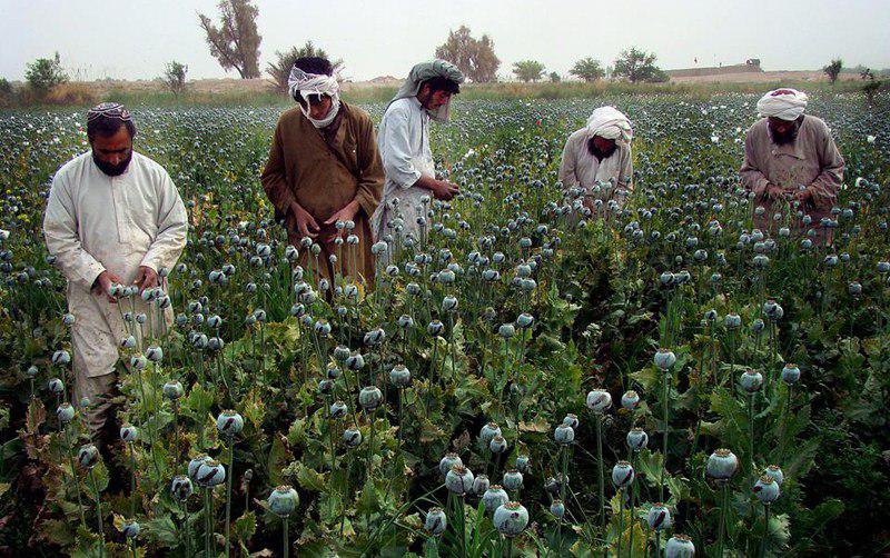 khabarnamaaf's tweet photo. وزارت مبارزه با مواد مخدر نیروی خاص نابودی کشتزارهای کوکنار ایجاد میکند
متن کامل:https://t.co/tnmmOX1NWM
#narcotics #ministry #Afghanistan #SpacialForce https://t.co/2dRHsyZmZi