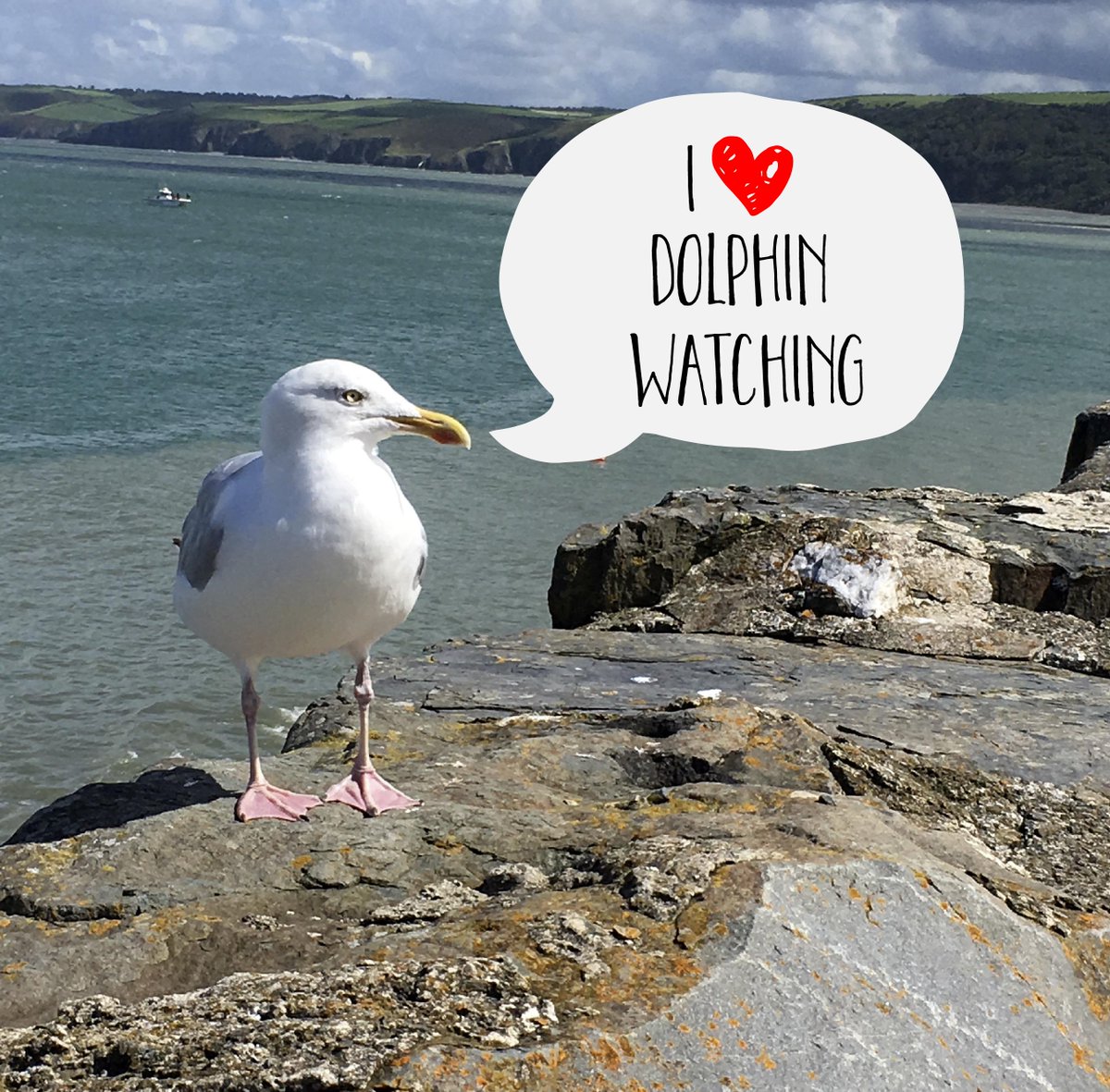 CBMWC's tweet photo. Do you love dolphin watching? You can join our #LivingSeas volunteers for a Fin and Fluke survey every day from 7am-7pm this #NationalMarineWeek! Just pop along to New Quay harbour wall 🐬🐬 #yearofthesea

@WTSWW @LivingSeasWales @visitwales @visitceredigion https://t.co/prLSTkPfpE